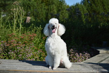 Portrait of a white purebred senior standard poodle sitting in a park