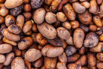 Rotten potatoes background