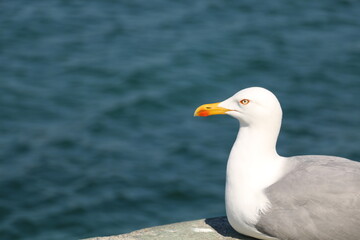 Seagull pleasure in Buyukada, Istanbul