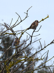 Two little birds on branches without leaves