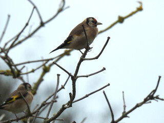 Two little birds on branches without leaves