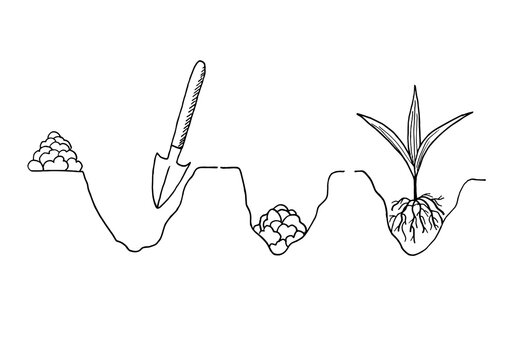A sequential image of the stages of planting a plant in the soil.  The concept of preserving the environment and a clean ecosystem. Vector illustration in the doodle style.