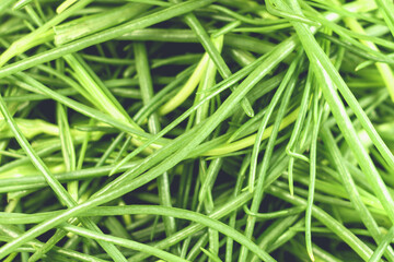 opposite-leaved saltwort vegetable also known as friar beard,salsola soda or in Italian language Agretti,full frame image