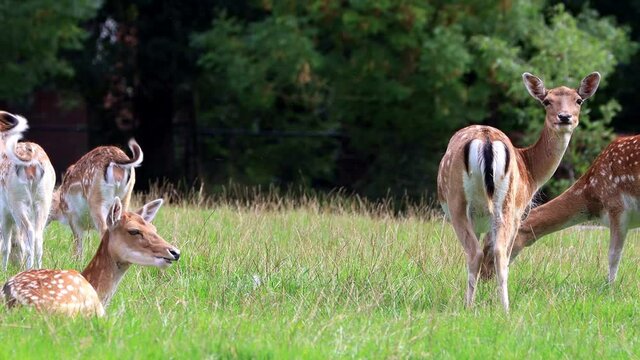 cute fallow deer in a wildlife park
