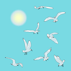 Fototapeta premium Sea birds, gulls in flight. A set of flying birds in different positions.