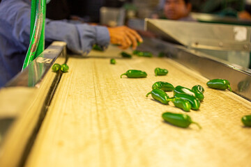 Chiles jalapeños en banda transportadora