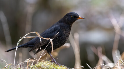 bird, taube, natur, tier, black, wild lebende tiere, amsel, schnabel,