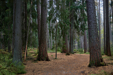 Fototapeta premium path in the forest