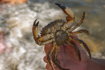 Crab