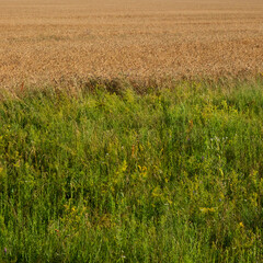 Lush field grasses near a wheat field. Vegetable background, landscape.