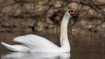 cygnus, bird, see, wasser, natur, weiß, tier, tier, wild lebende tiere, fluss, cygnus,