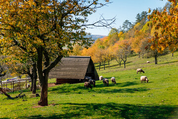 Small farm under castle Tocnik, autumn landscape, sunny day, goats and sheep graze on a green lawn among the trees, wooden house and fence, Tocnik, Central Bohemia, Czech Republic