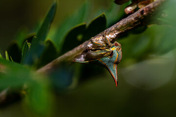 green Thorn bug