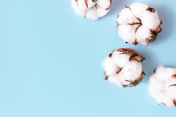 Flowers composition. Cotton flowers on blue background. Flat lay, top view