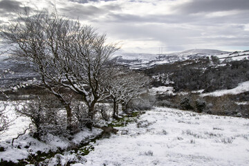 Landscape with snow covered trees on the mountains. Black Mountain, Belfast.