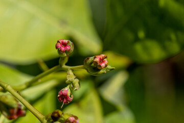 Cashew Flower closeup