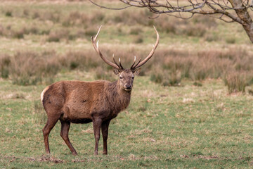 Red Deer on the fields, Northern Ireland