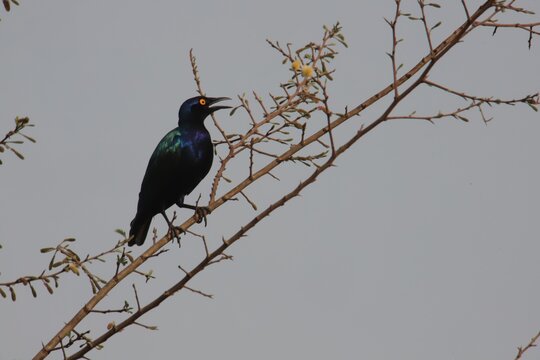 Purple Starling On Branch