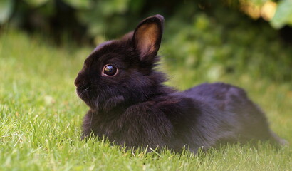 cute black dwarf rabbit lying on meadow