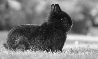 black and white photo of black dwarf rabbit sitting on meadow