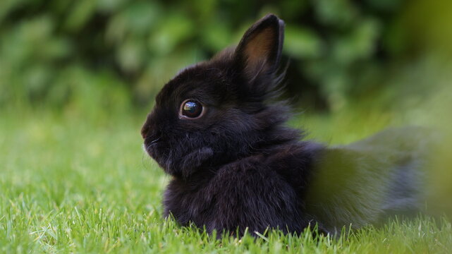 portrait of cute black dwarf rabbit lying in grass