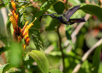 green Hummingbird wings up