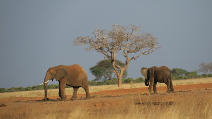 Elephants of Tsavo East  National Park