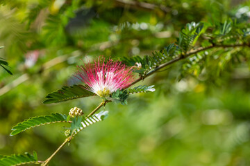Rain Tree Flower in pink and white