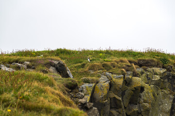 At Reynisfjara Beach in southern Iceland