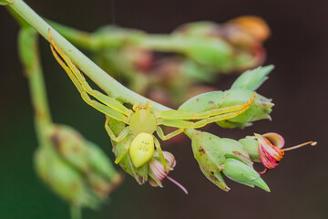 green Crab Spider on Cashew flowers