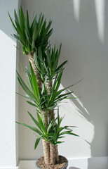 Large indoor plant on gray and white background. Yucca.
Planta grande de interior sobre fondo gris y blanco. Yucca.