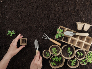 A woman plants a plant in a peat pot. View from above.