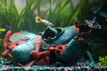 Guppymännchen in Aquarium