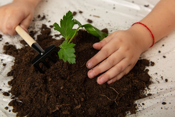 children's hands in gloves plant plants in the ground