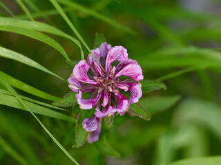 pink flower in the grass