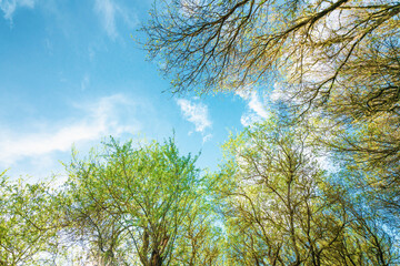 Looking up into the sky. Beautiful cloudy sky framed by trees with young green leaves in early spring. Spring concept, copy space for text