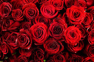 collection of red roses with dew