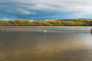 Oso Flaco Lake in Oceano Dunes, California. Oso Flaco is a freshwater lake, and it is a refuge for local and migrating birds