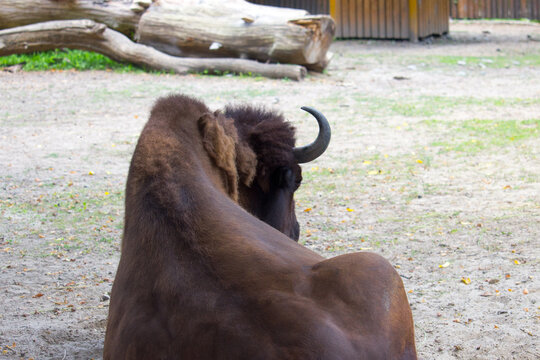 Bison on a warm summer day. Wild animal