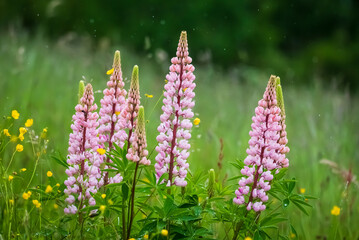 Selective focus photo. Lupin flowers at meadow.