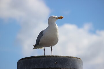 Möwe