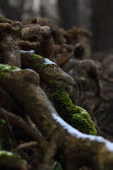 root