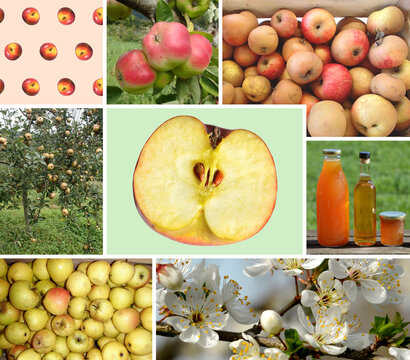 Collage of different Organic Apples and trees