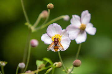 flower and bee