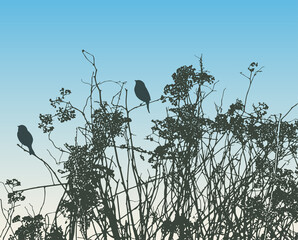 Nature background of  silhouettes birds sitting on wildflowers at sunrise