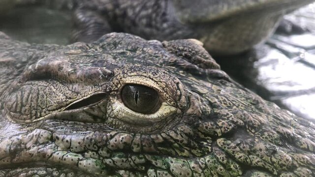 Alligator's eye. Close-up of a live alligator's eye. crocodile, caiman. Dinosaur monster
