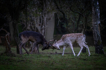 Fallow deer (Dama dama) fighting in rutting season on the field in  the forest of Amsterdamse Waterleidingduinen in the Netherlands.