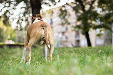 Naklejka na ściany i meble Happy pet dog enjoying in the public park