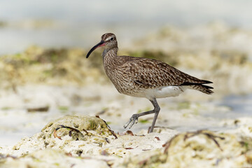 Whimbrel - Numenius phaeopus wading bird with long beak standing and feeding on the low tide on the sandy beach with waves in the background. Blue ocean and the african coastline