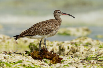 Whimbrel - Numenius phaeopus wading bird with long beak standing and feeding on the low tide on the sandy beach with waves in the background. Blue ocean and the african coastline
